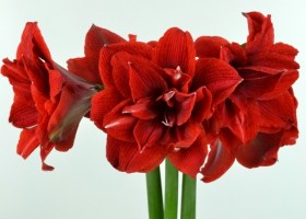 hippeastrum Chernym (1)